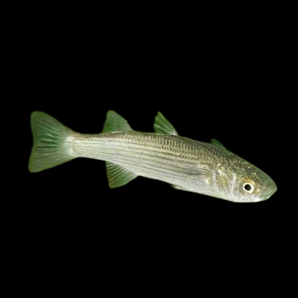 Mongrel Mullet Chelon Labrosus 5cm - Real Aquatics