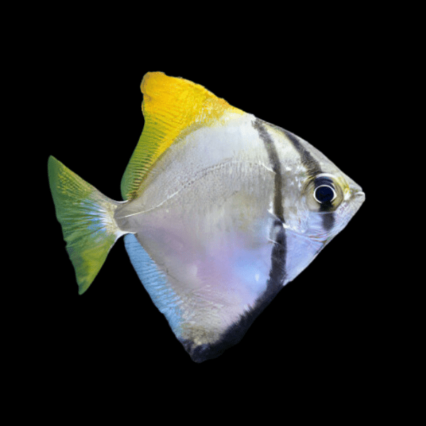 Mono Angelfish Monodactylus Argentus 3cm - Real Aquatics