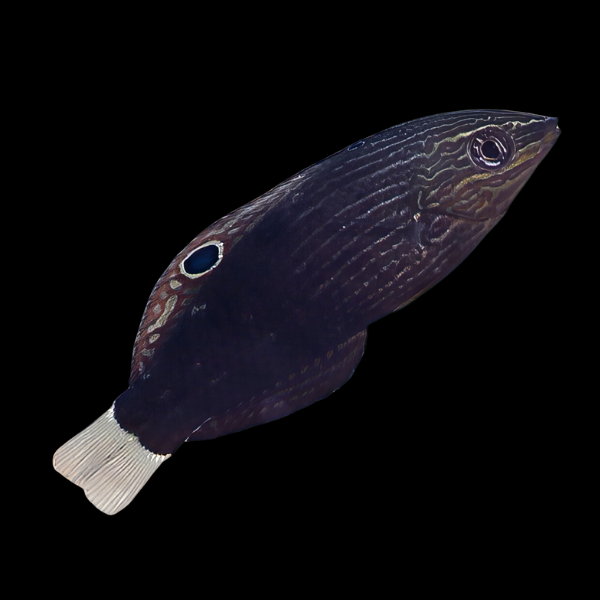 Monti Bug-Eating Wrasse Halichoeres Marginatus - Real Aquatics