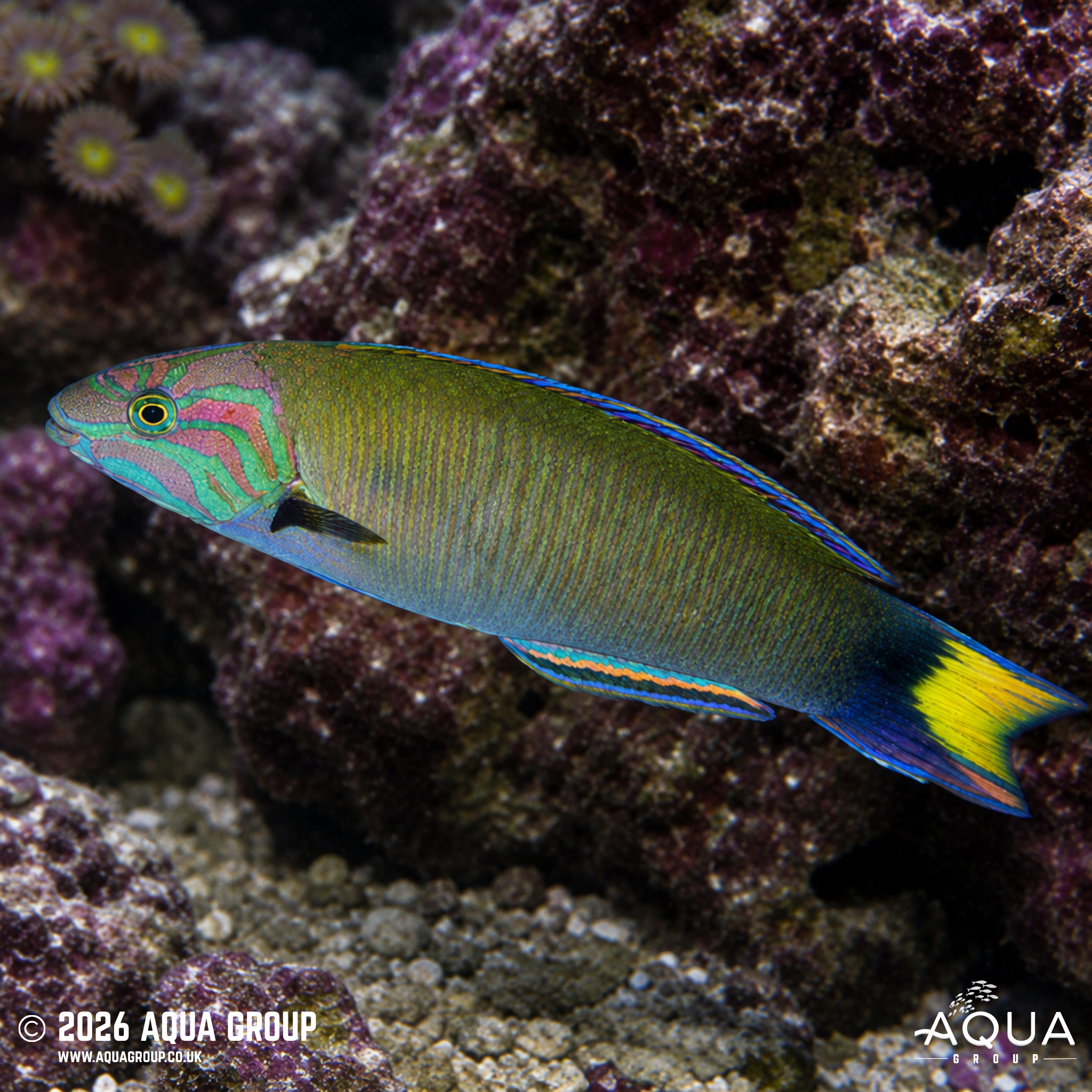 Moon Wrasse (Thalassoma lunare)