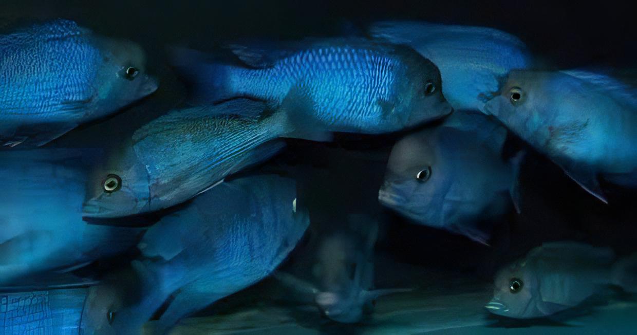 Haplochromis Moorii Blue Dolphin Malawi African Cichlid