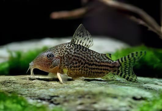 Mosaic Corydoras Haraldschultzi 3cm Catfish - Real Aquatics