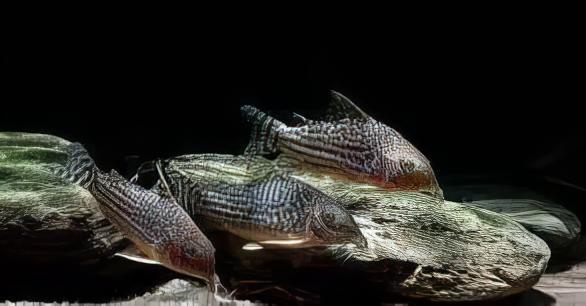 Mosaic Corydoras Haraldschultzi 3cm Catfish - Real Aquatics