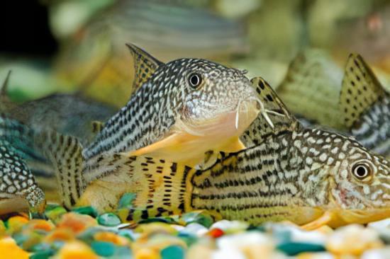 Mosaic Corydoras Haraldschultzi 3cm Catfish - Real Aquatics