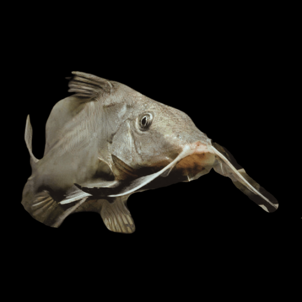 Moustache Catfish Hemisynodontis Membranaceus 10cm - Real Aquatics