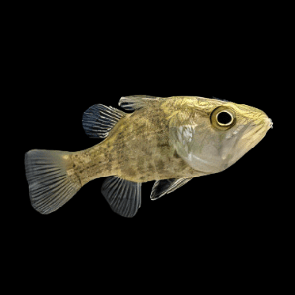 Mouth Almighty Glossamia Aprion 5cm - Real Aquatics