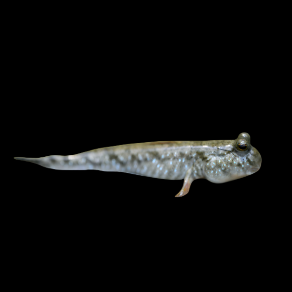 Mudskipper Atlantic Periophthalmus Barbarus 6cm - Real Aquatics