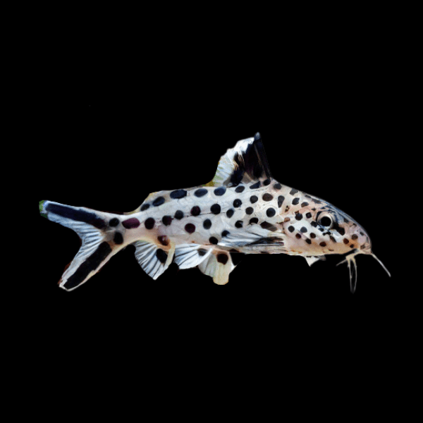 Multipunk Valentine Catfish Synodontis Valentiana 3cm - Real Aquatics