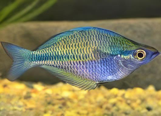 Austrailian Murray River Rainbow Fish Melanotaenia Fluviatilis 5cm - Real Aquatics