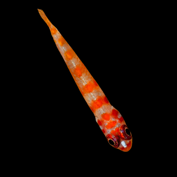 Nano Firecracker Goby Trimma Cana - Real Aquatics