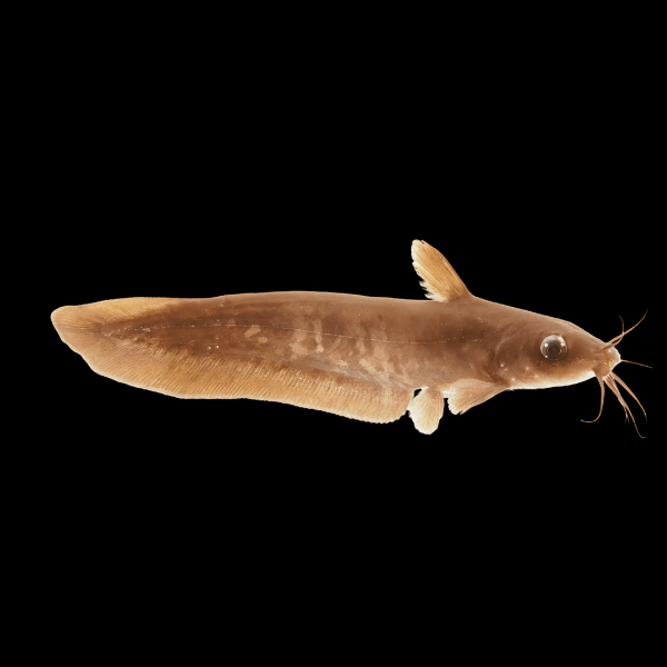 Narrow Fronted Tandan Catfish Neosilurus Ater 20cm - Real Aquatics