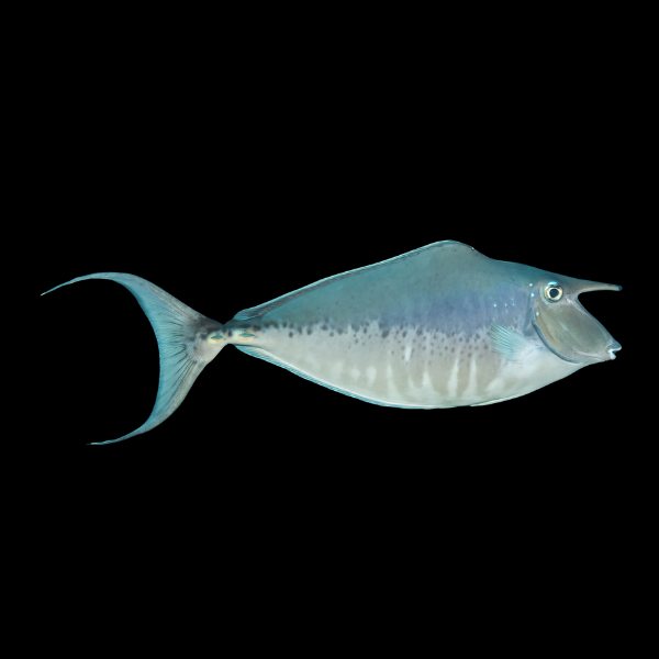 Naso Unicorn Tang Naso Brachycentron - Real Aquatics