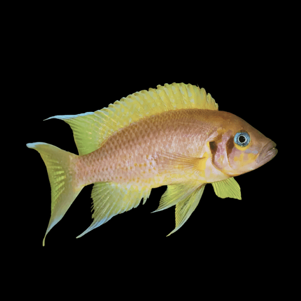 Neolamprologus Falcicula Cygnus Tanganyikan African Cichlids 5cm - Real Aquatics