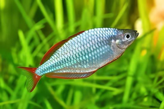 Neon Blue Rainbow Fish Melanotaenia Praecox 5cm - Real Aquatics