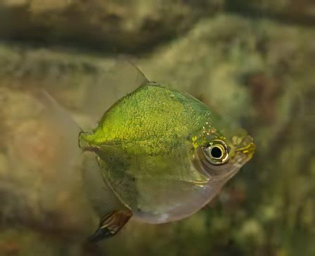 Neon Green Silver Dollar Myleus Ternetzi 5cm - Real Aquatics