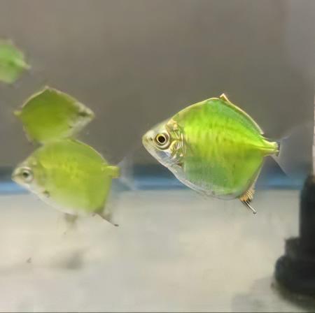 Neon Green Silver Dollar Myleus Ternetzi 5cm - Real Aquatics