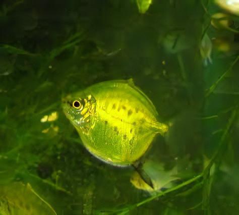 Neon Green Silver Dollar Myleus Ternetzi 5cm - Real Aquatics