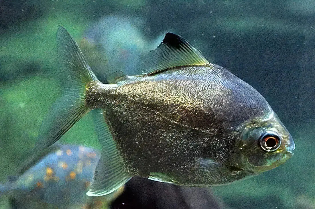 Neon Green Silver Dollar Myleus Ternetzi 5cm - Real Aquatics