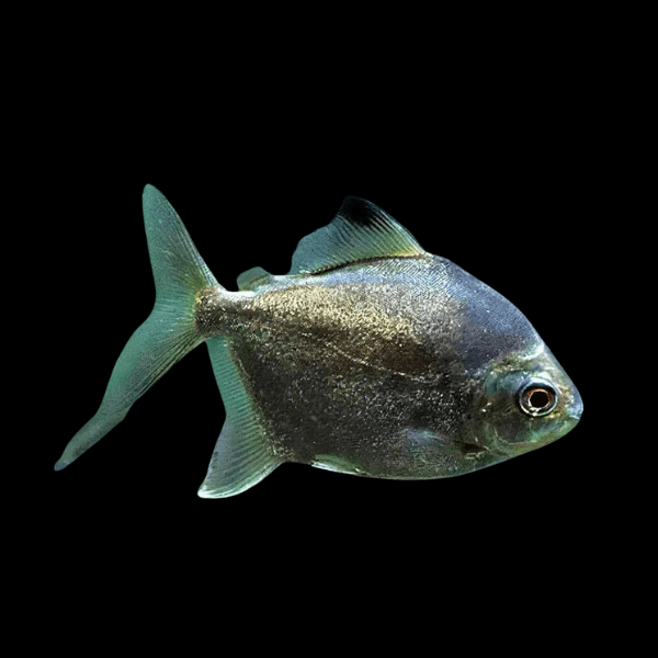 Neon Green Silver Dollar Myleus Ternetzi 5cm - Real Aquatics