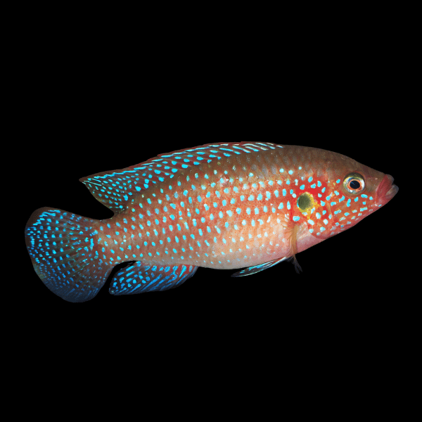 Neon Jewel Cichlid Hemichromis Bimaculatus 5cm - Real Aquatics