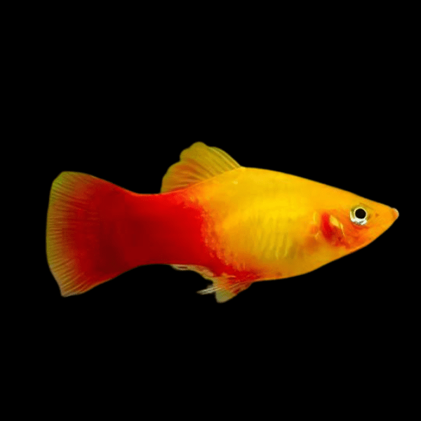 Neon Platy Xiphophorus Maculatus 3cm - Real Aquatics