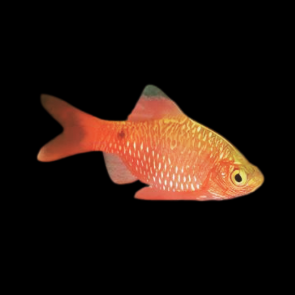 Neon Rosy Barb Pethia Conchonius 4cm - Real Aquatics