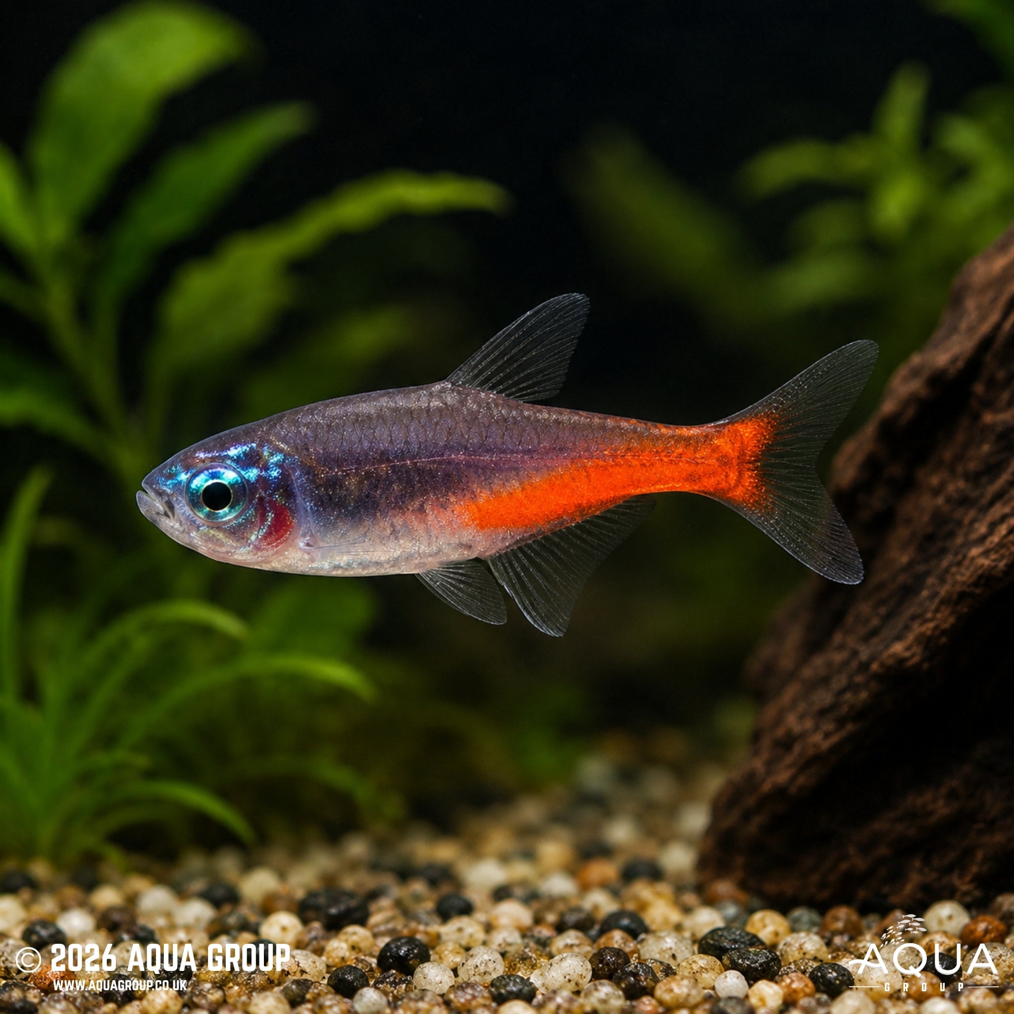Diamond Neon Tetra (Paracheirodon innesi)