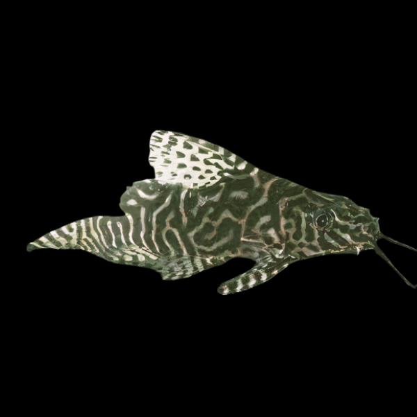 Network Catfish Synodontis Aterrimus 5cm - Real Aquatics