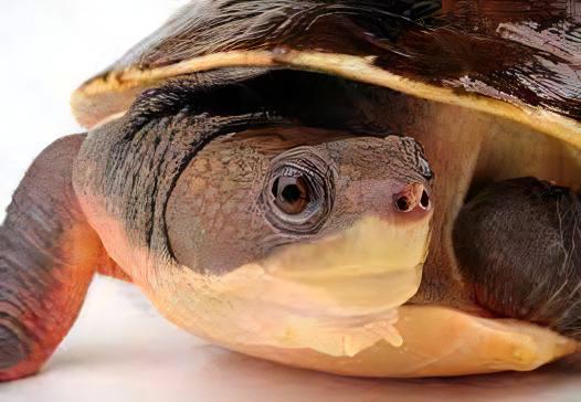 New Guinea Snapping Turtle Elseya Novaeguineae 15cm - Real Aquatics