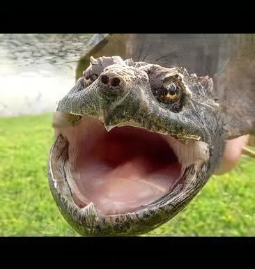 New Guinea Snapping Turtle Elseya Novaeguineae 15cm - Real Aquatics