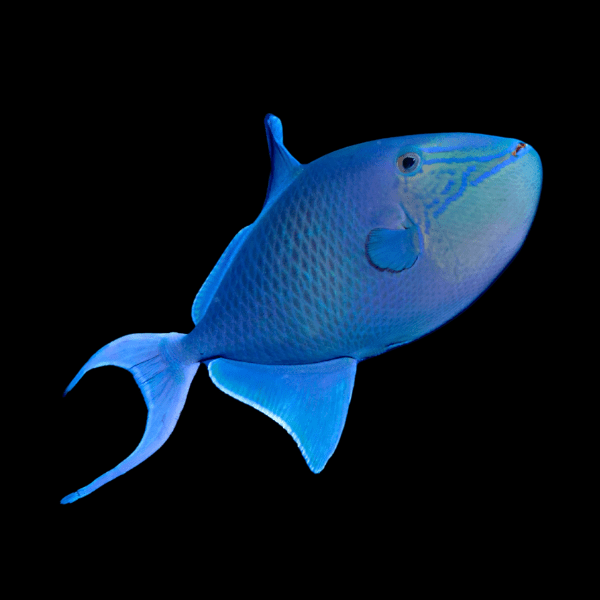 Niger Trigger Fish Odonus Niger - Real Aquatics