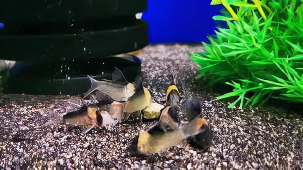 Nijessens Corydoras Nijsseni 3cm Catfish - Real Aquatics