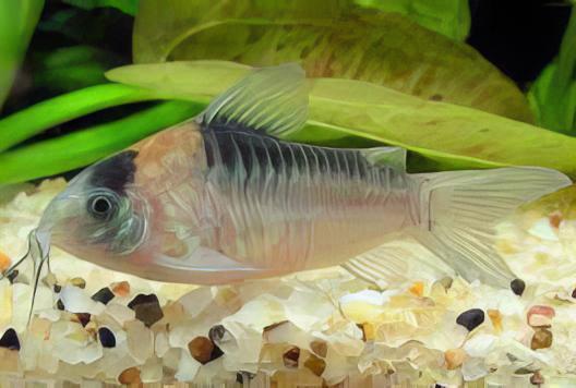 Nijessens Corydoras Nijsseni 3cm Catfish - Real Aquatics