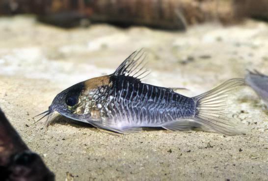 Nijessens Corydoras Nijsseni 3cm Catfish - Real Aquatics