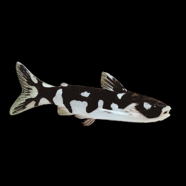Ninja Woodcat Tatia Musaica 5cm - Real Aquatics