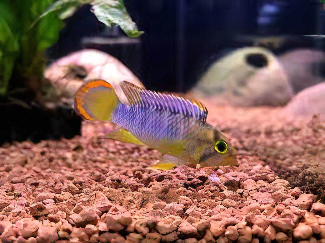 Apistogramma Njesseni 3cm