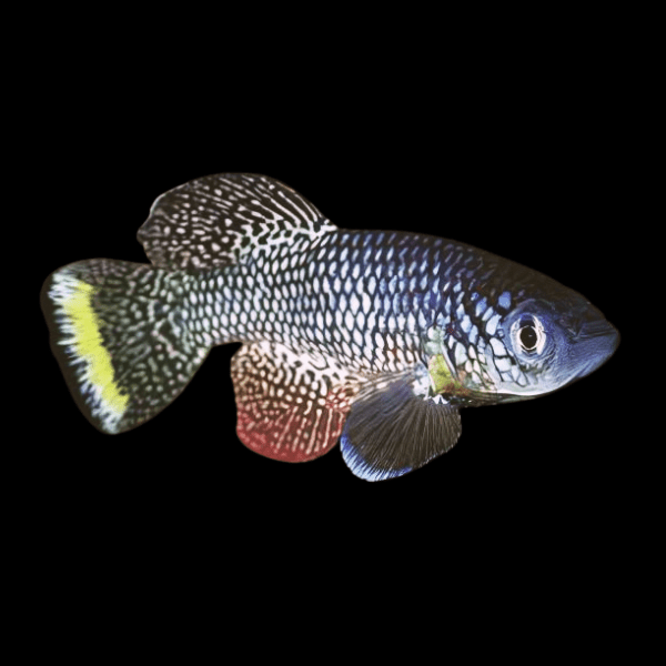 Nothobranchius Furzeri Turquoise Killifish 3cm - Real Aquatics