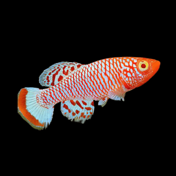 Nothobranchius Rachovii Albino Killifish 3cm - Real Aquatics