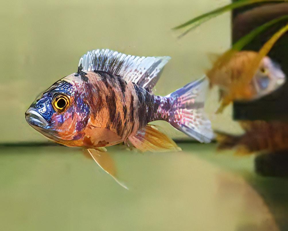 Aulonocara Orange Blotch Peacock Malawi African Cichlid