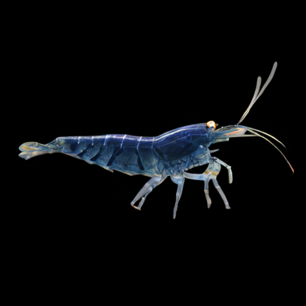 10 x Golden Eye Blue Tiger High Grade Shrimp Caridina Sp 2cm - Real Aquatics