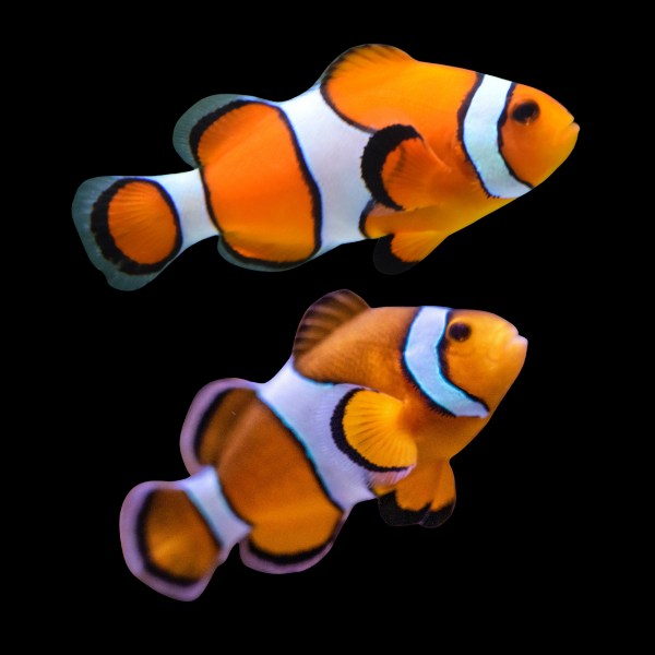Ocellaris Common Clownfish Amphiprion Ocellaris Pair - Real Aquatics