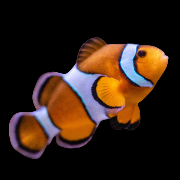 Ocellaris Common Clownfish Amphiprion Ocellaris - Real Aquatics