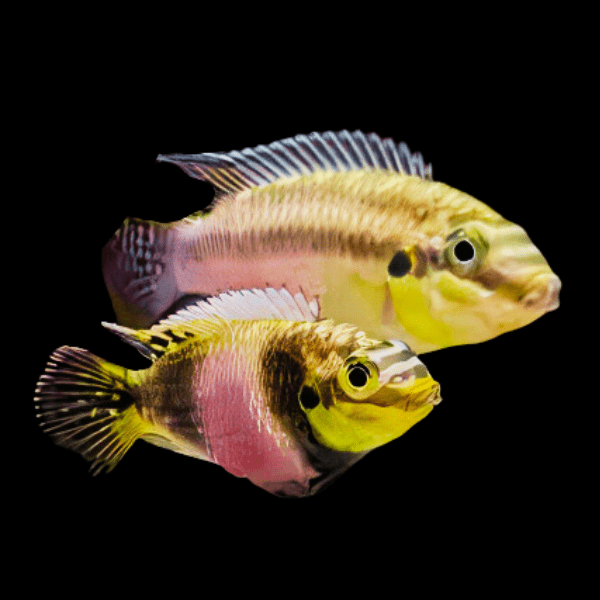 Ocellated Kribensis Cichlid Pelvicachromis Subocellatus 4cm - Real Aquatics