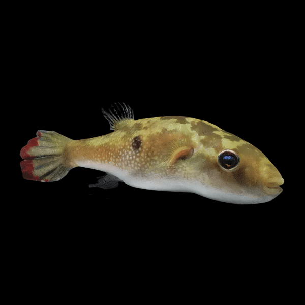Ocellated Pufferfish Tetraodon Cutcutia 5cm - Real Aquatics