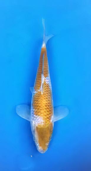 Ochiba Japanese Koi Carp Cyprinus Carpio - Real Aquatics