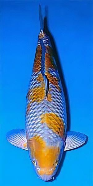 Ochiba Japanese Koi Carp Cyprinus Carpio - Real Aquatics