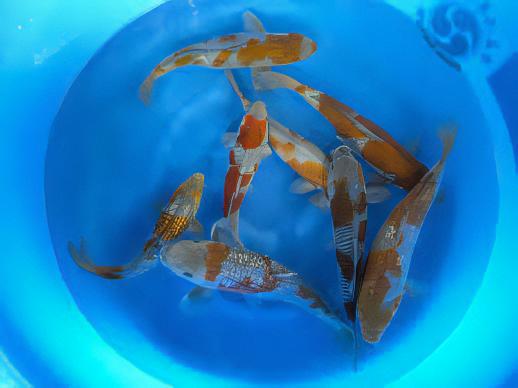 Ochiba Japanese Koi Carp Cyprinus Carpio - Real Aquatics