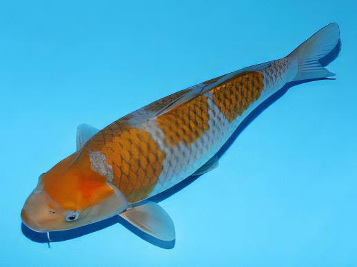Ochiba Japanese Koi Carp Cyprinus Carpio - Real Aquatics