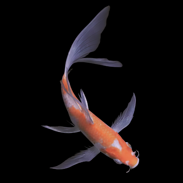 Ochiba Butterfly Grade A Koi Carp Cyprinus Carpio - Real Aquatics