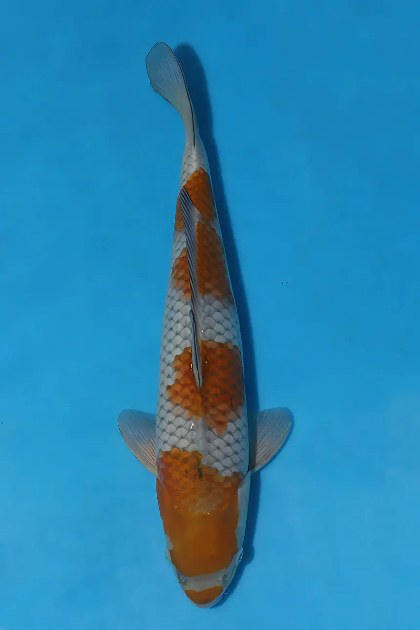 Ochiba Japanese Koi Carp Cyprinus Carpio - Real Aquatics